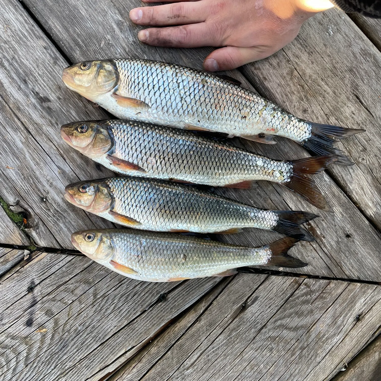 recently logged catches