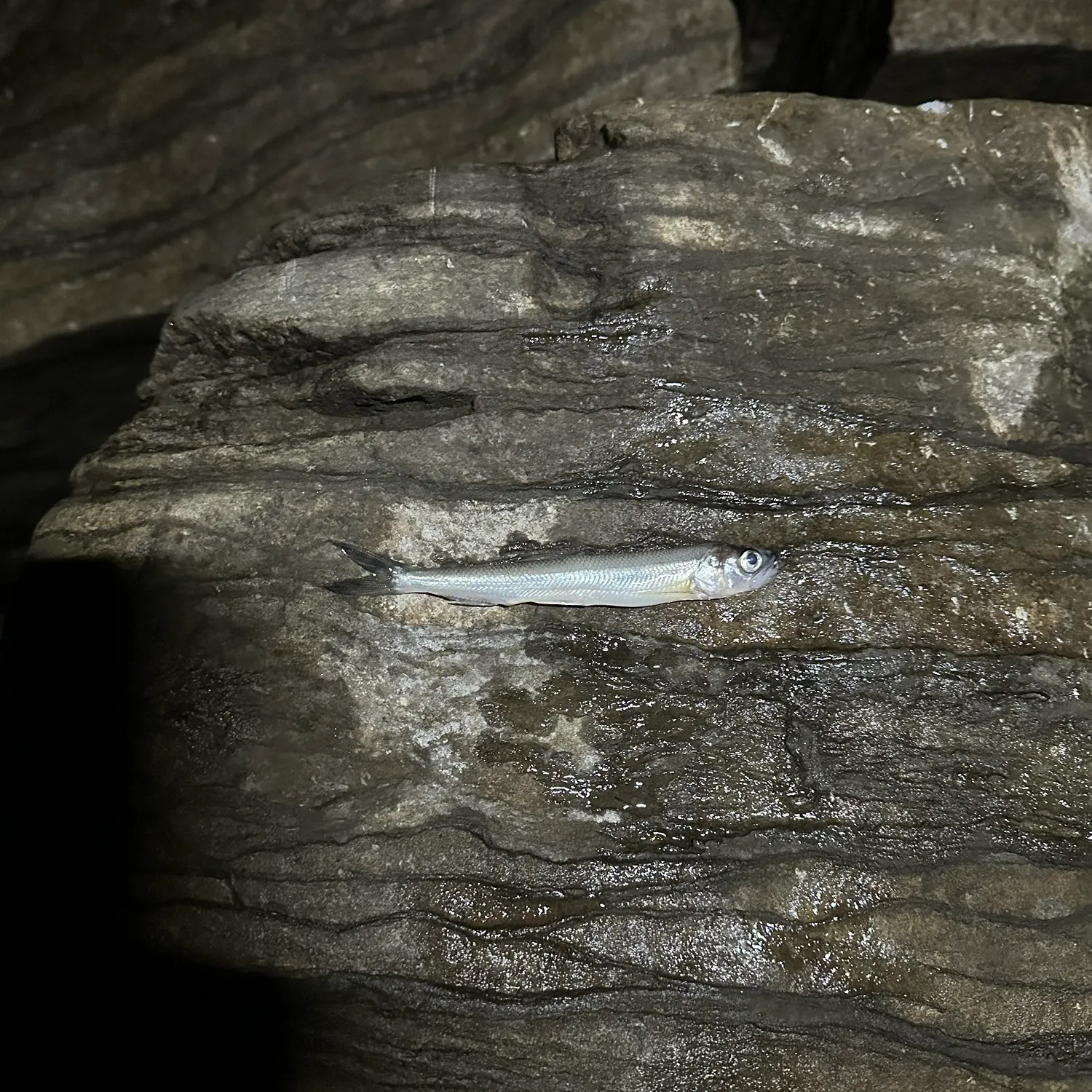 The most recent Atlantic rainbow smelt catches on Fishbrain