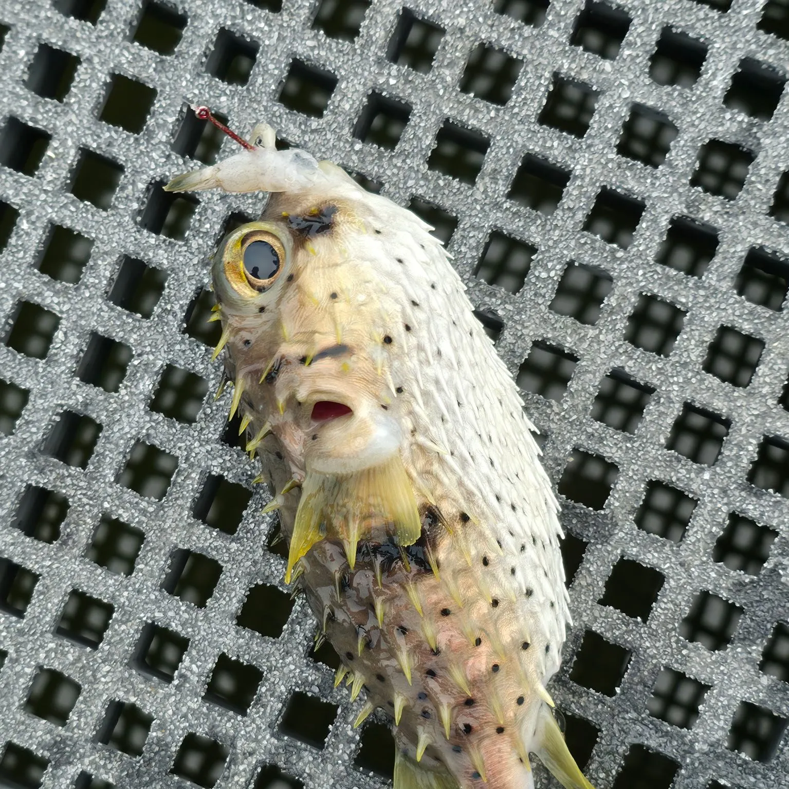 The most recent Three-barred porcupinefish catches on Fishbrain