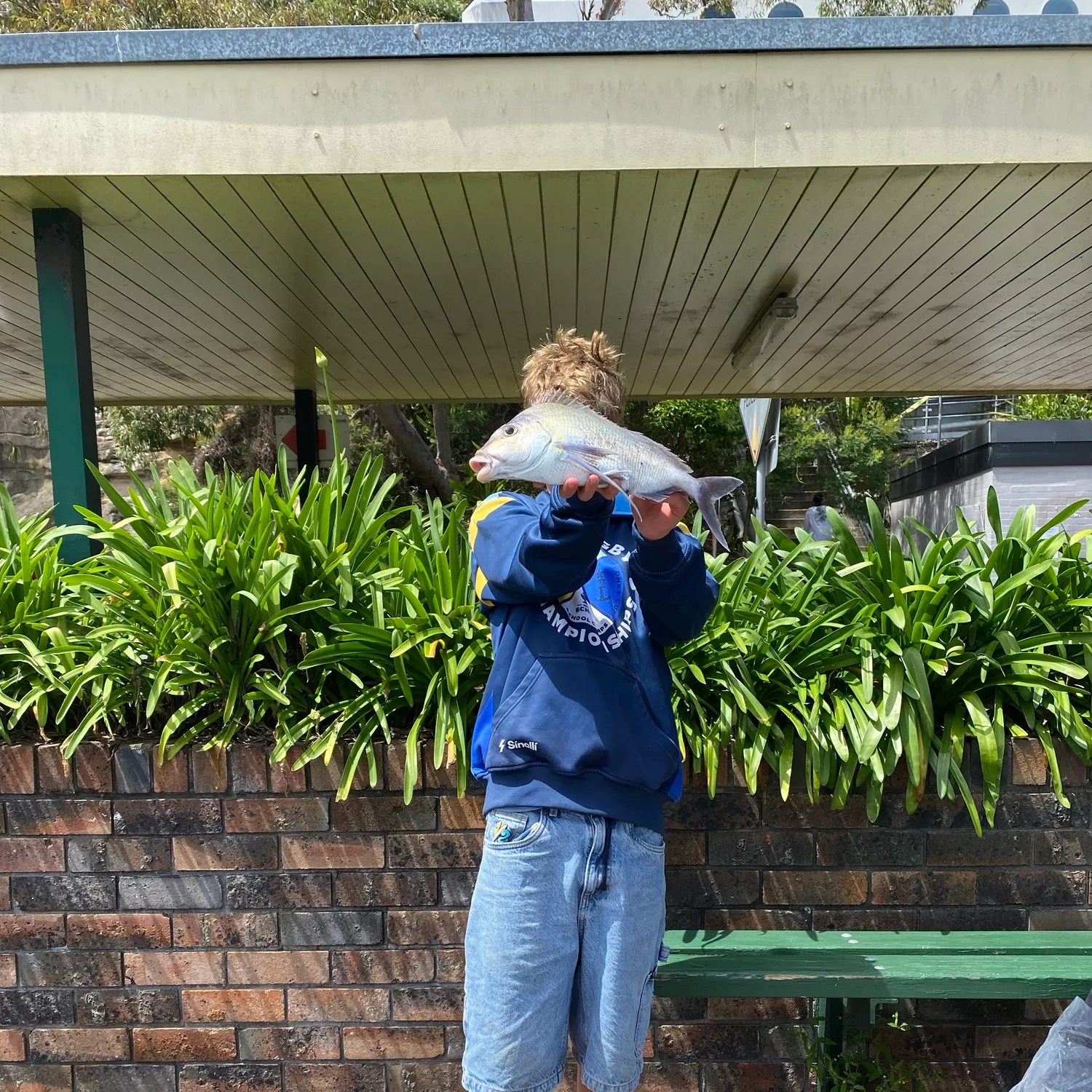 The most recent Blue morwong catches on Fishbrain