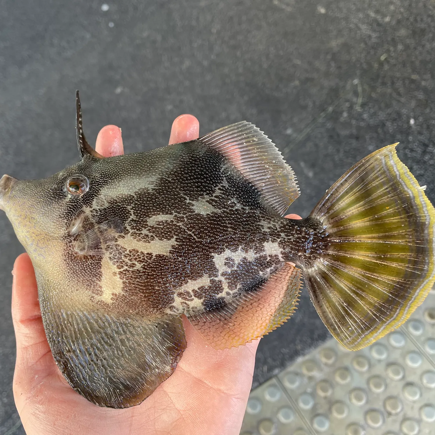 The most recent Fan-bellied leatherjacket catches on Fishbrain