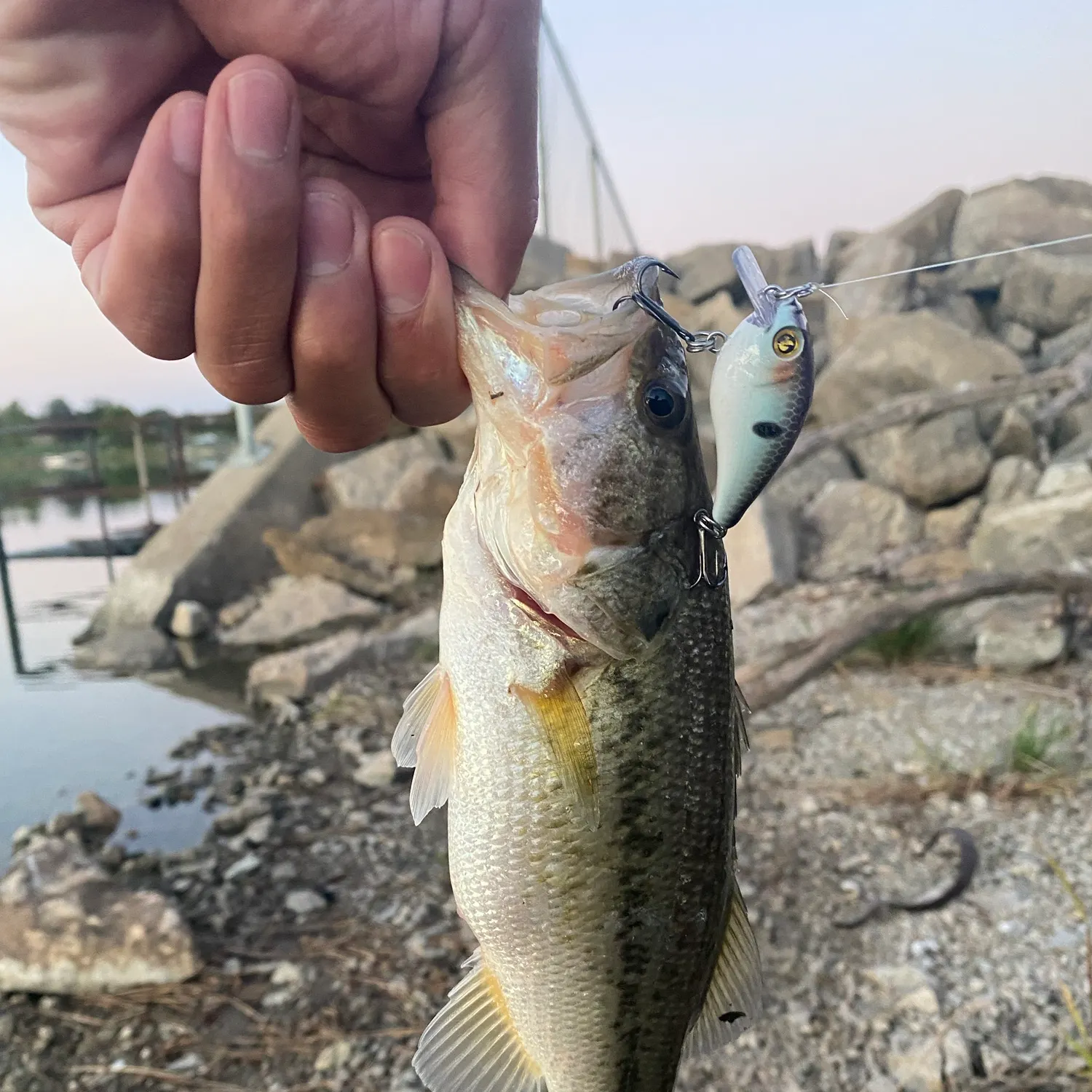 Largemouth bass caught on Fishbrain