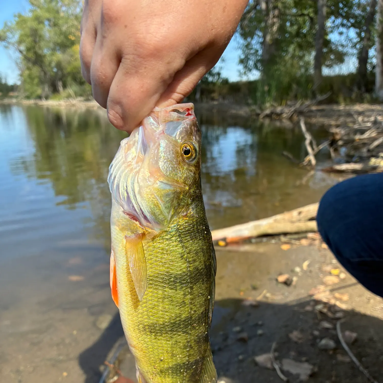 Yellow perch caught on Fishbrain
