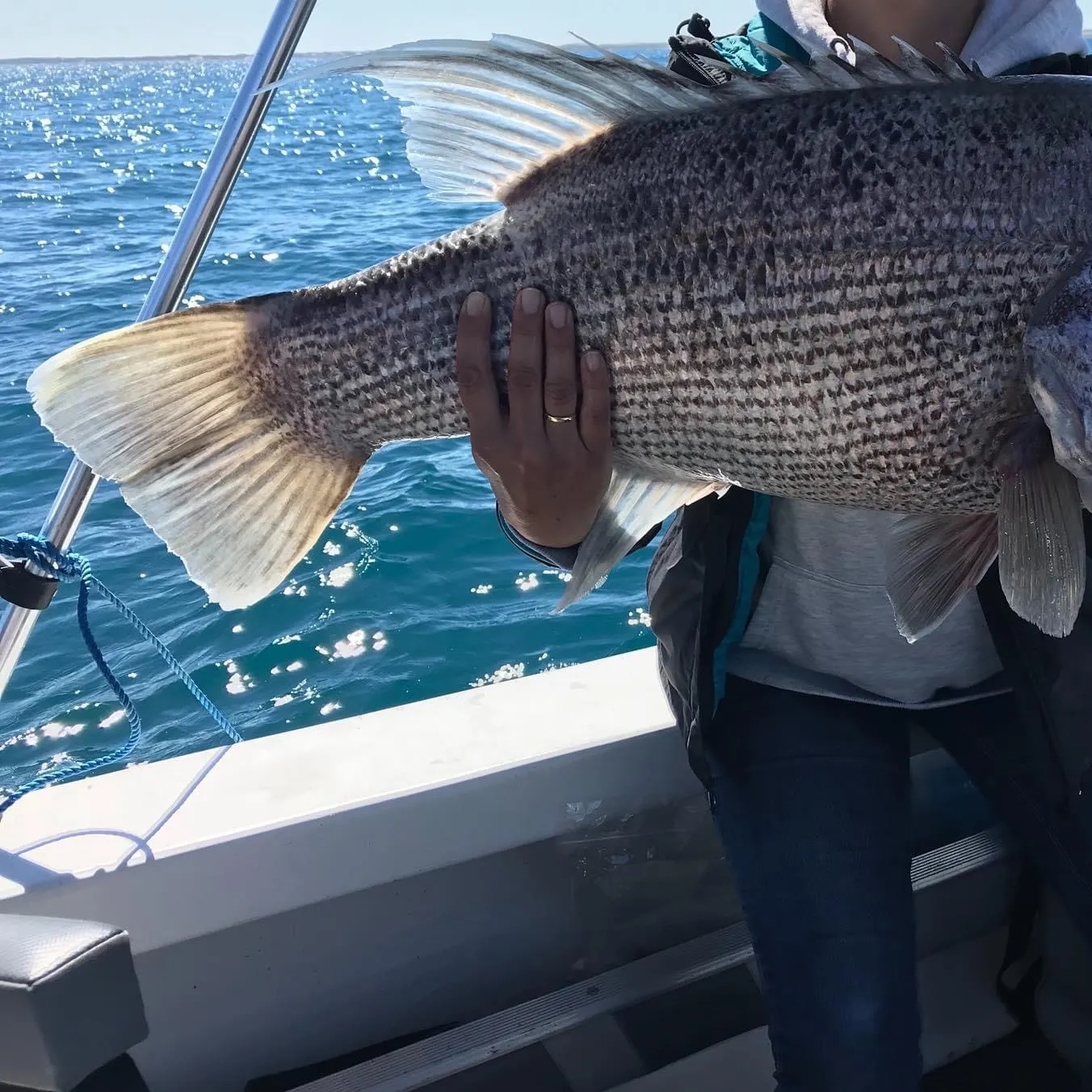 The most recent Westralian jewfish catches on Fishbrain