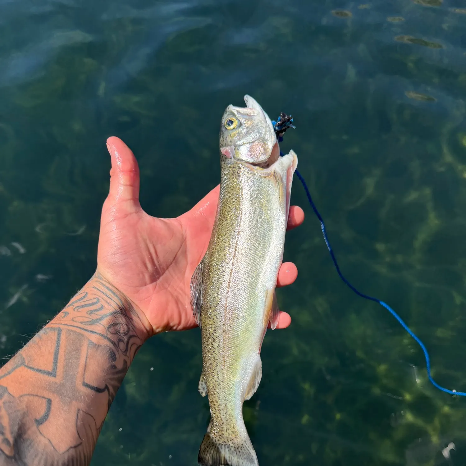 Fish caught on Fishbrain