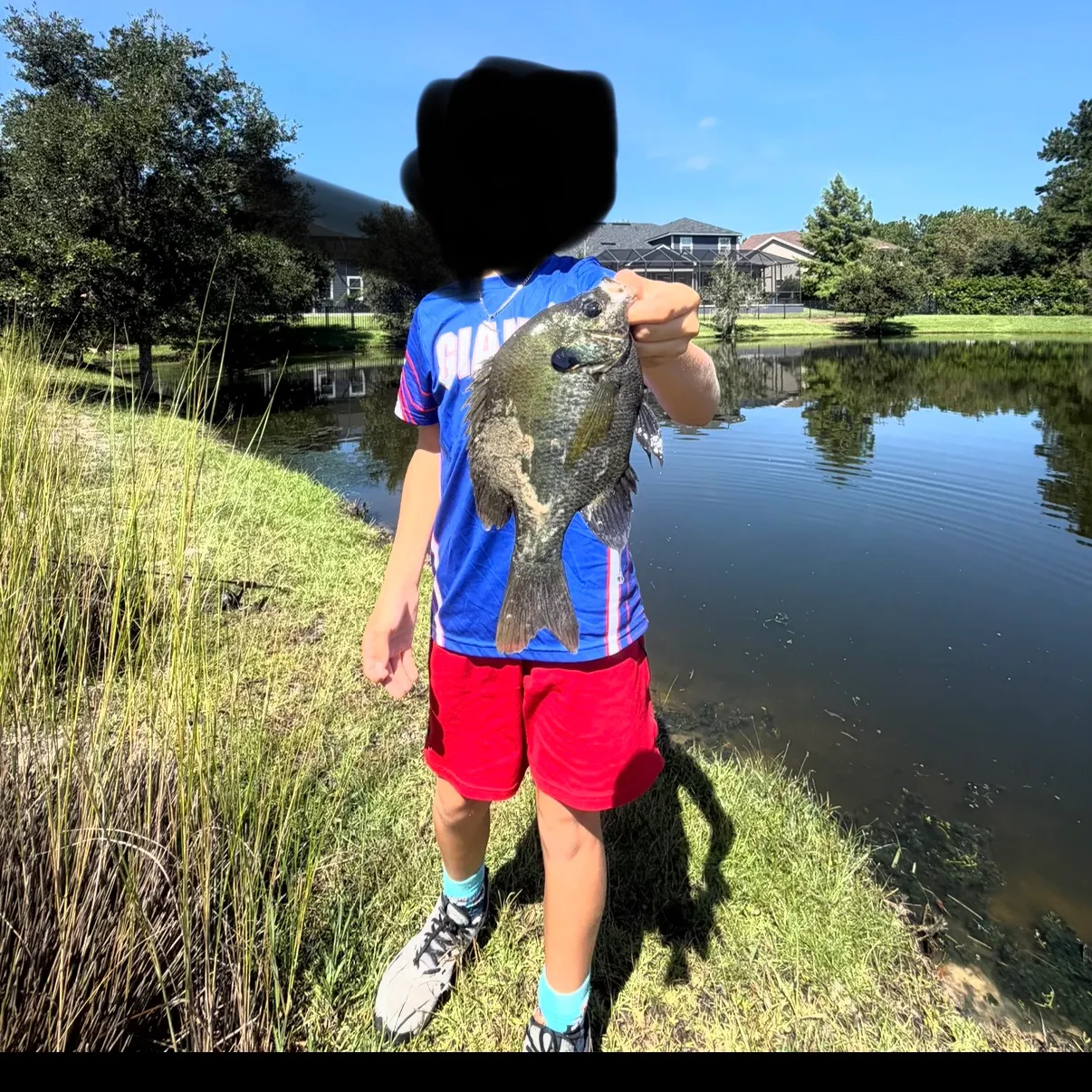 Bluegill caught on Fishbrain