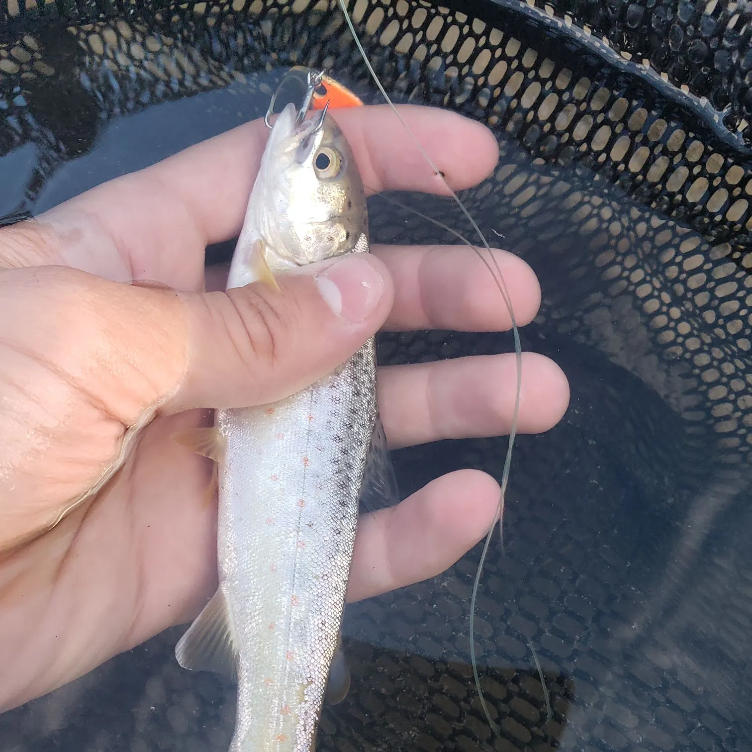 ᐅ Elbow River fishing reports🎣• Alberta, Canada fishing