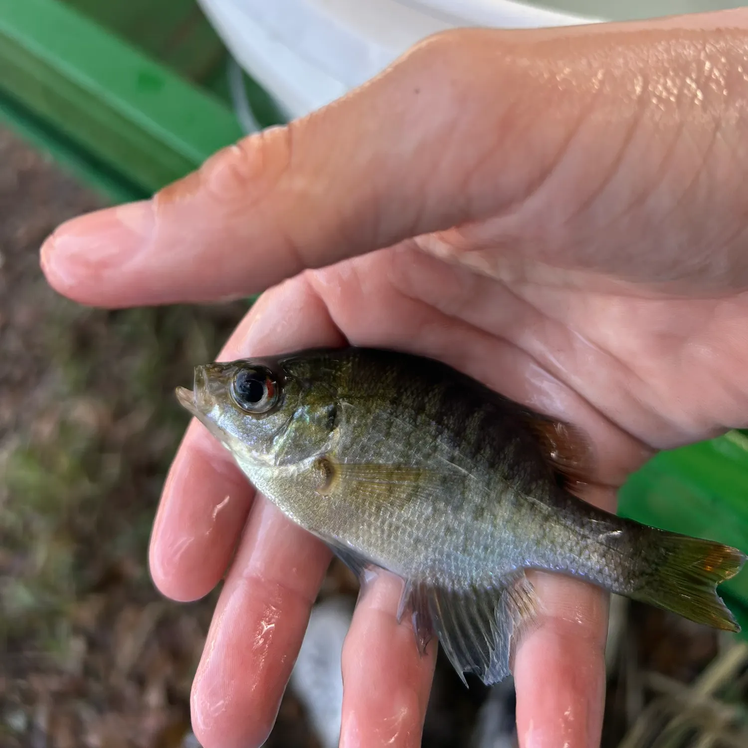 The most recent Bluegill catches on Fishbrain