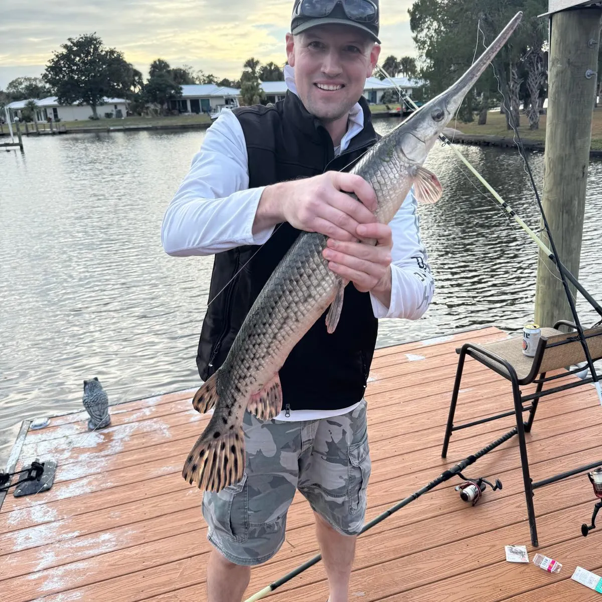 The most recent Longnose gar catches on Fishbrain