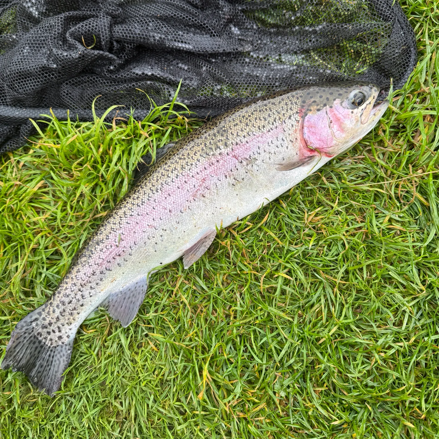 Rainbow trout caught on Fishbrain