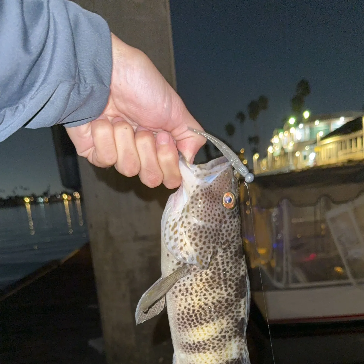 Spotted sand bass caught on Fishbrain