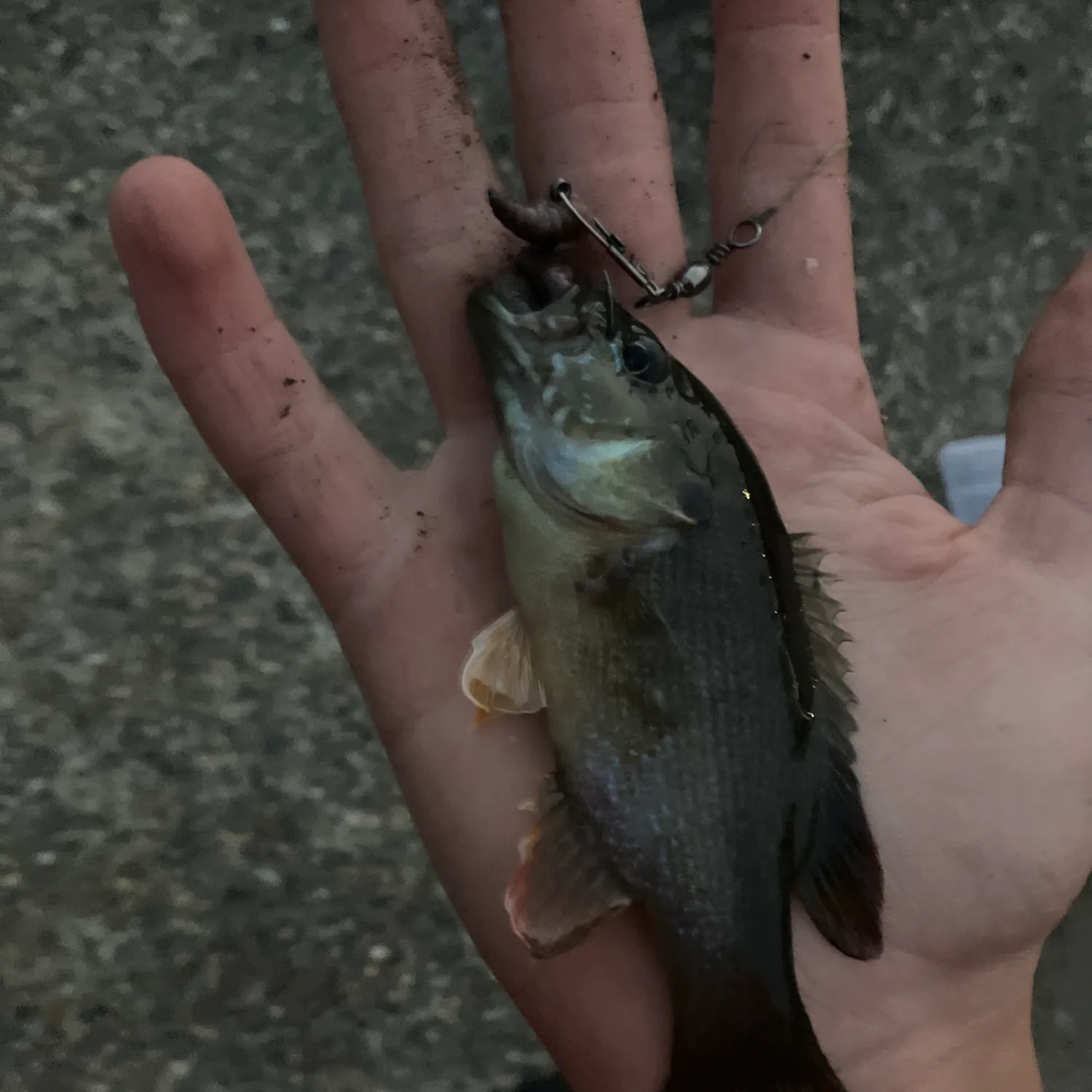 Green sunfish caught on Fishbrain