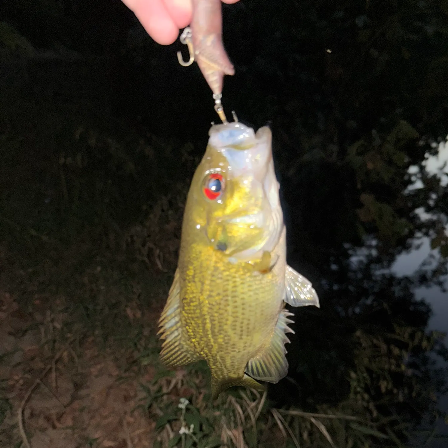 Rock bass caught on Fishbrain
