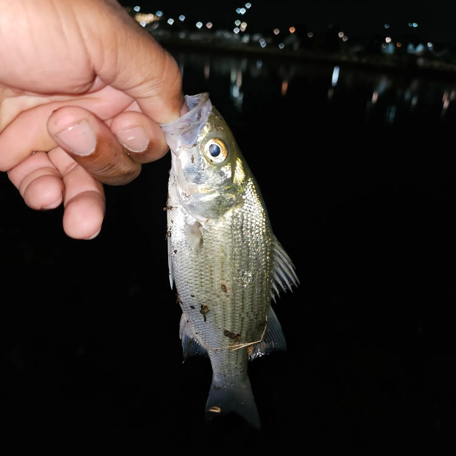 White bass caught on Fishbrain