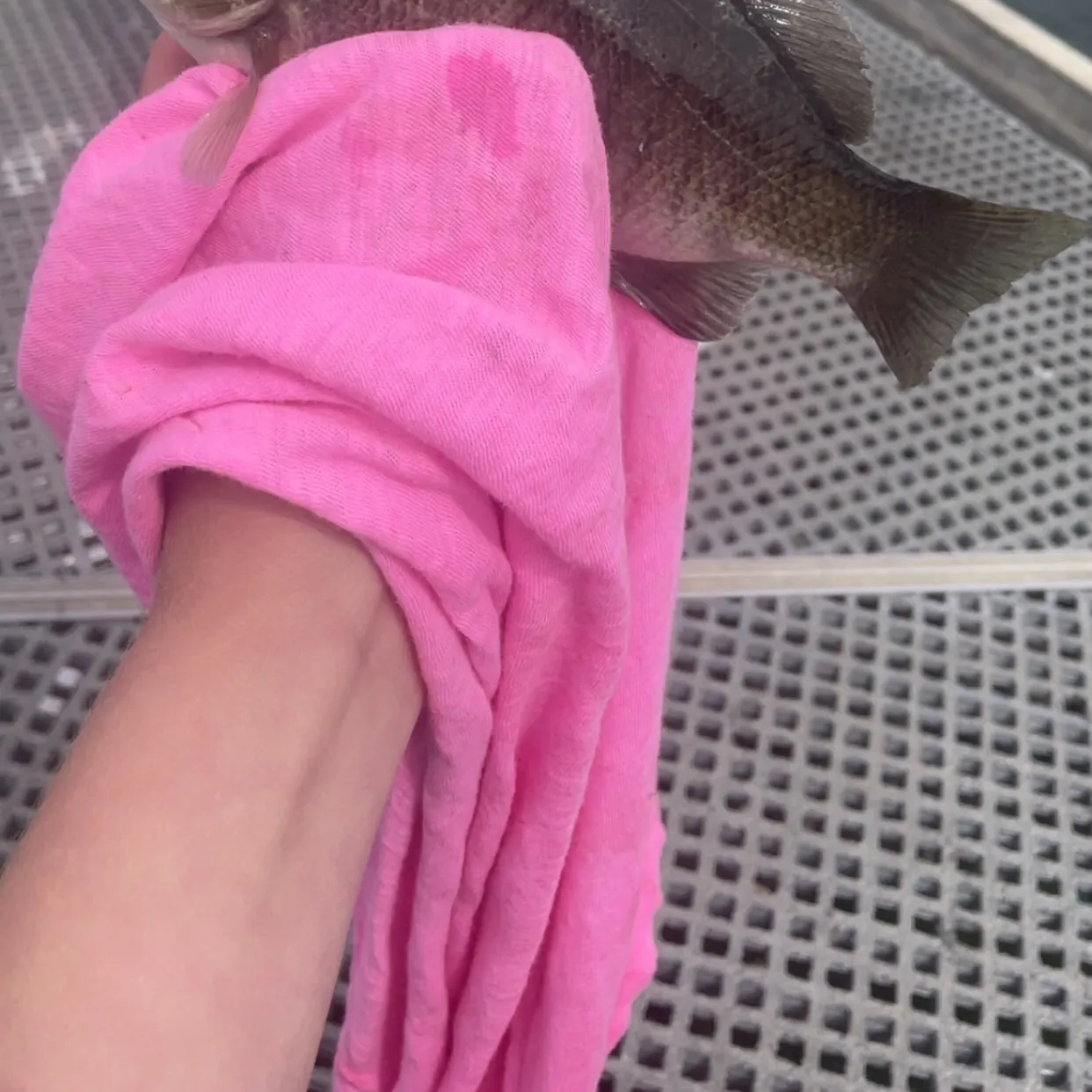 Luderick caught on Fishbrain