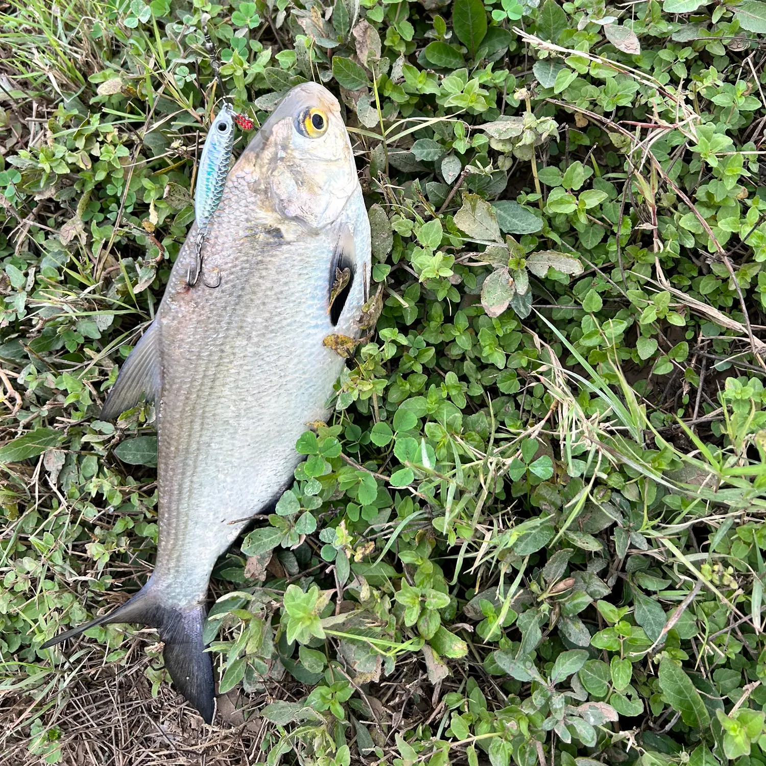 The most recent Threadfin shad catches on Fishbrain