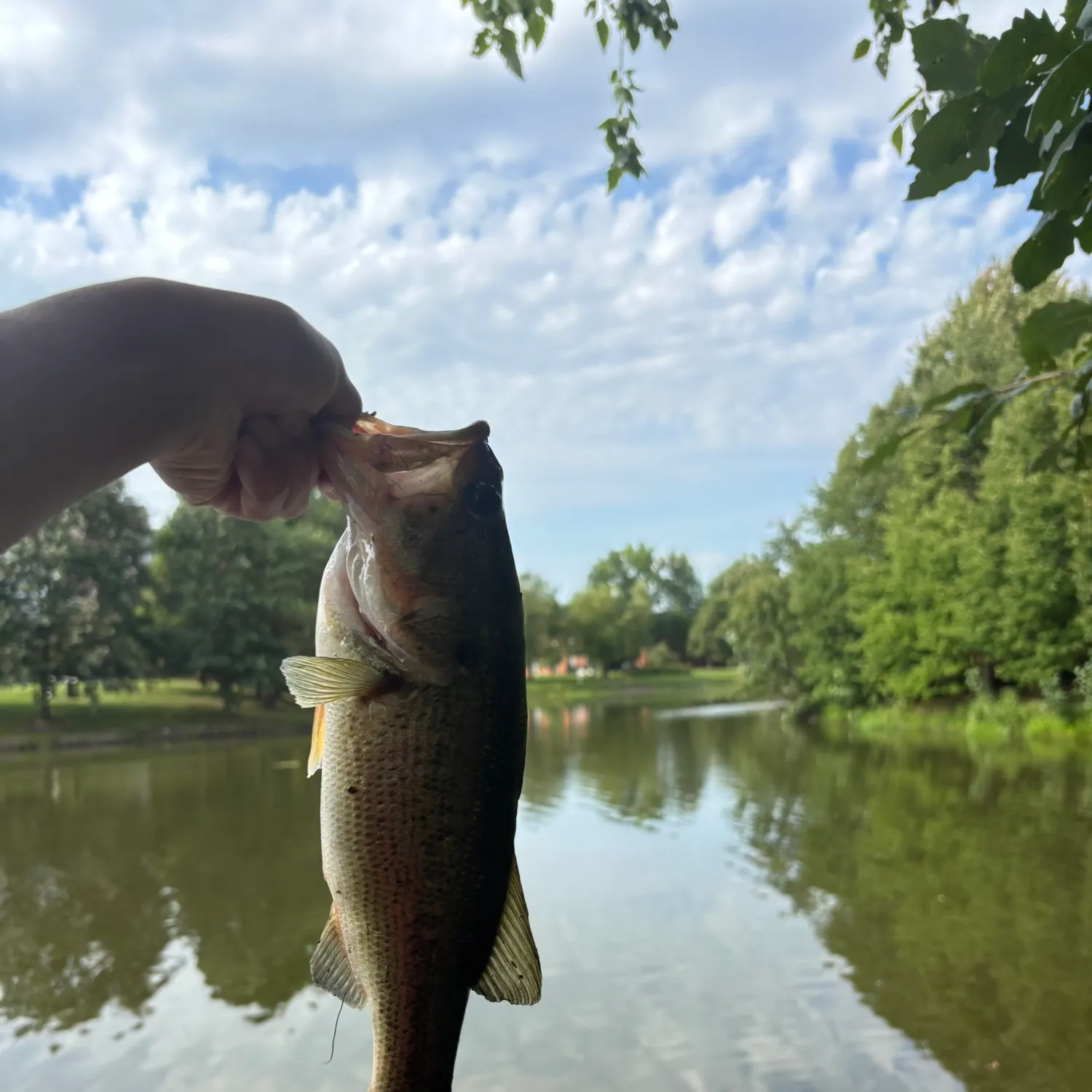 Largemouth bass caught on Fishbrain
