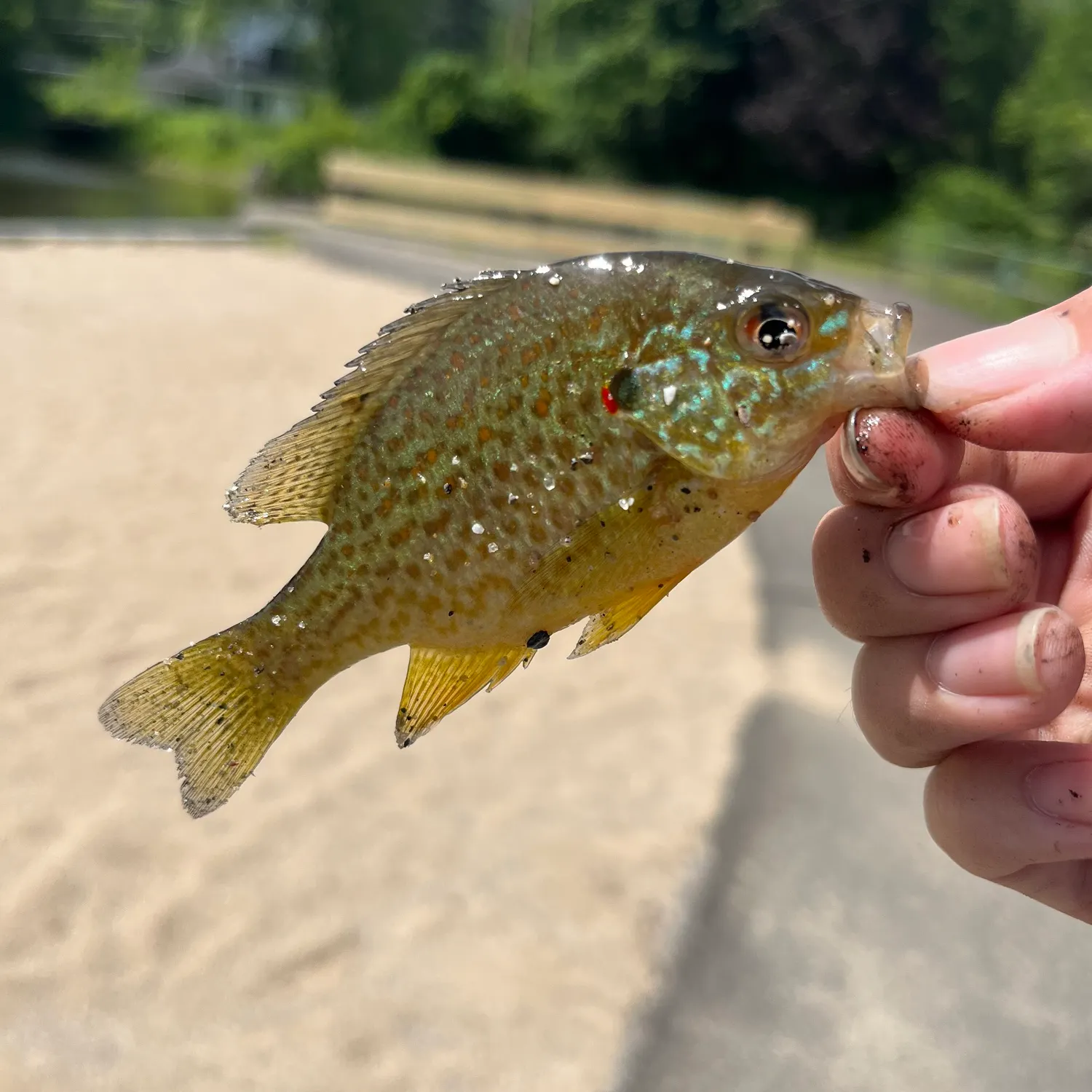 catch