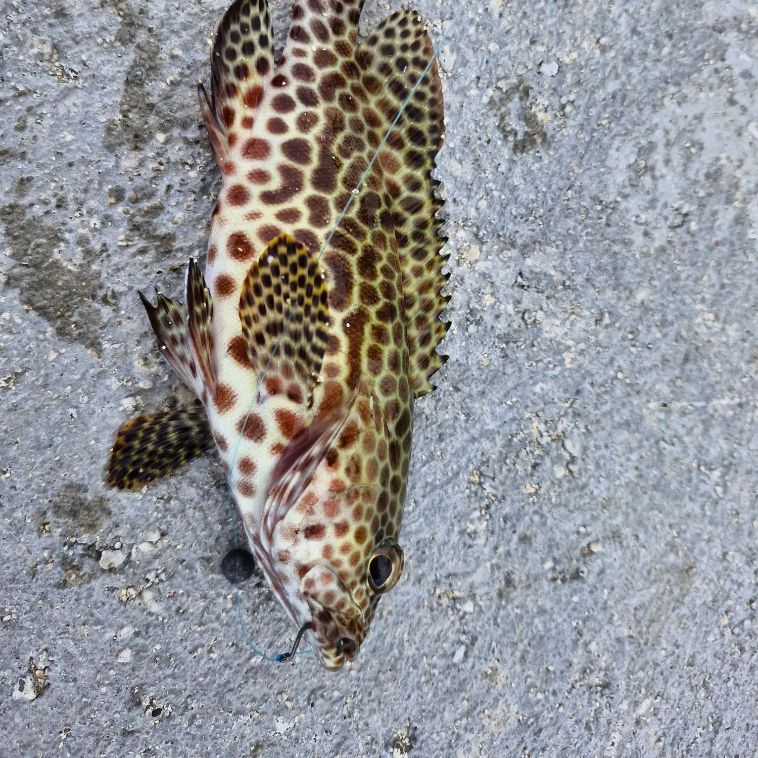 The most recent Coral grouper catches on Fishbrain