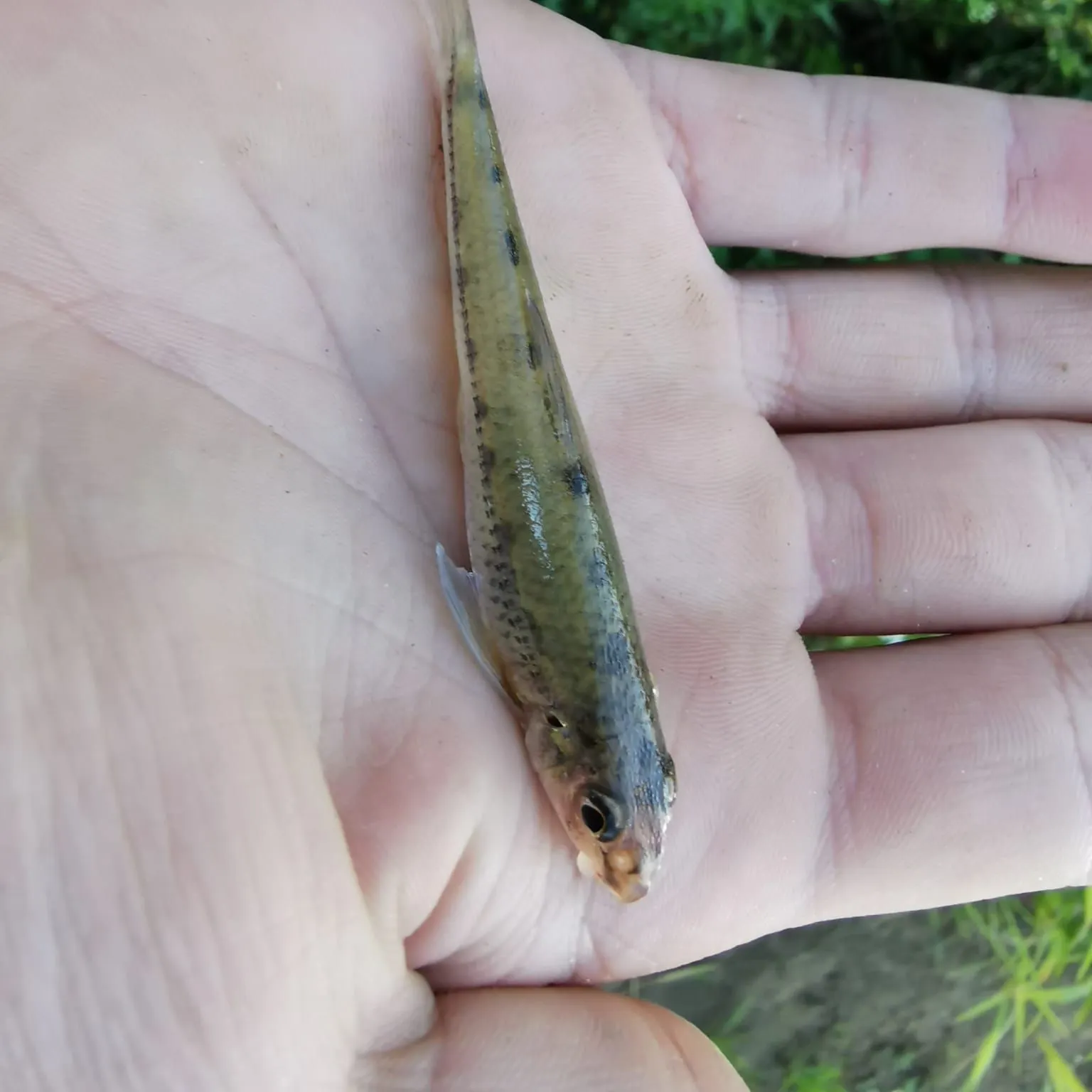 The most recent Gudgeon catches on Fishbrain