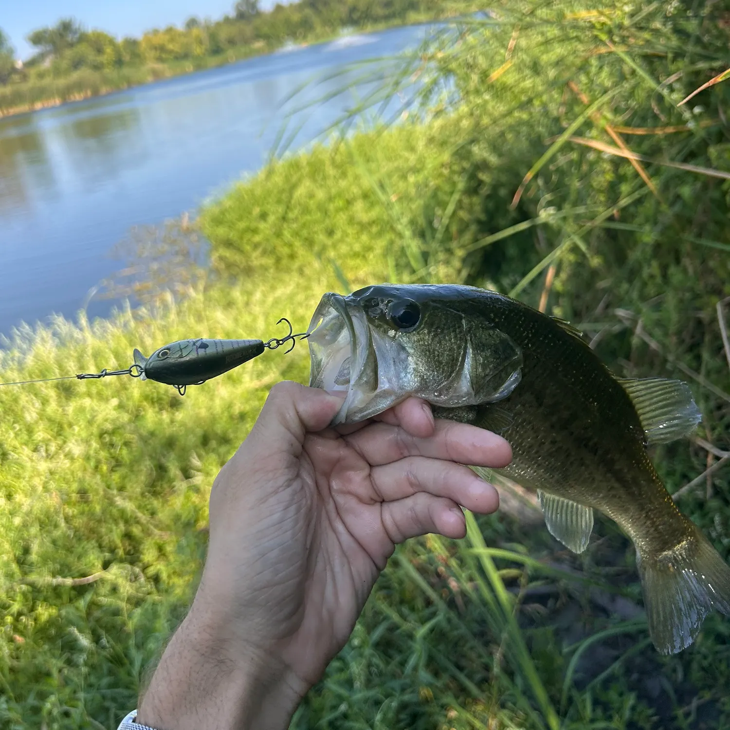 Largemouth bass caught on Fishbrain