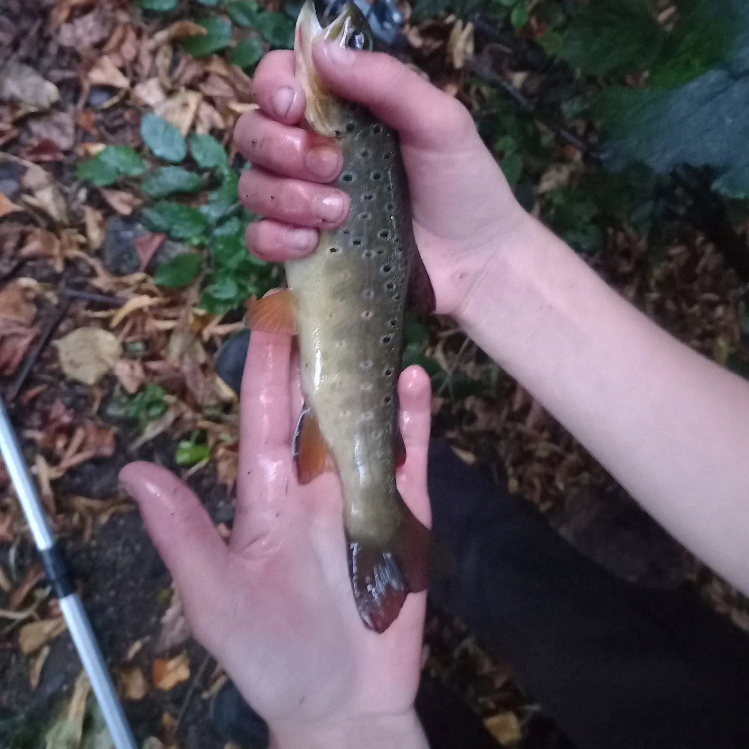 Brown trout caught on Fishbrain