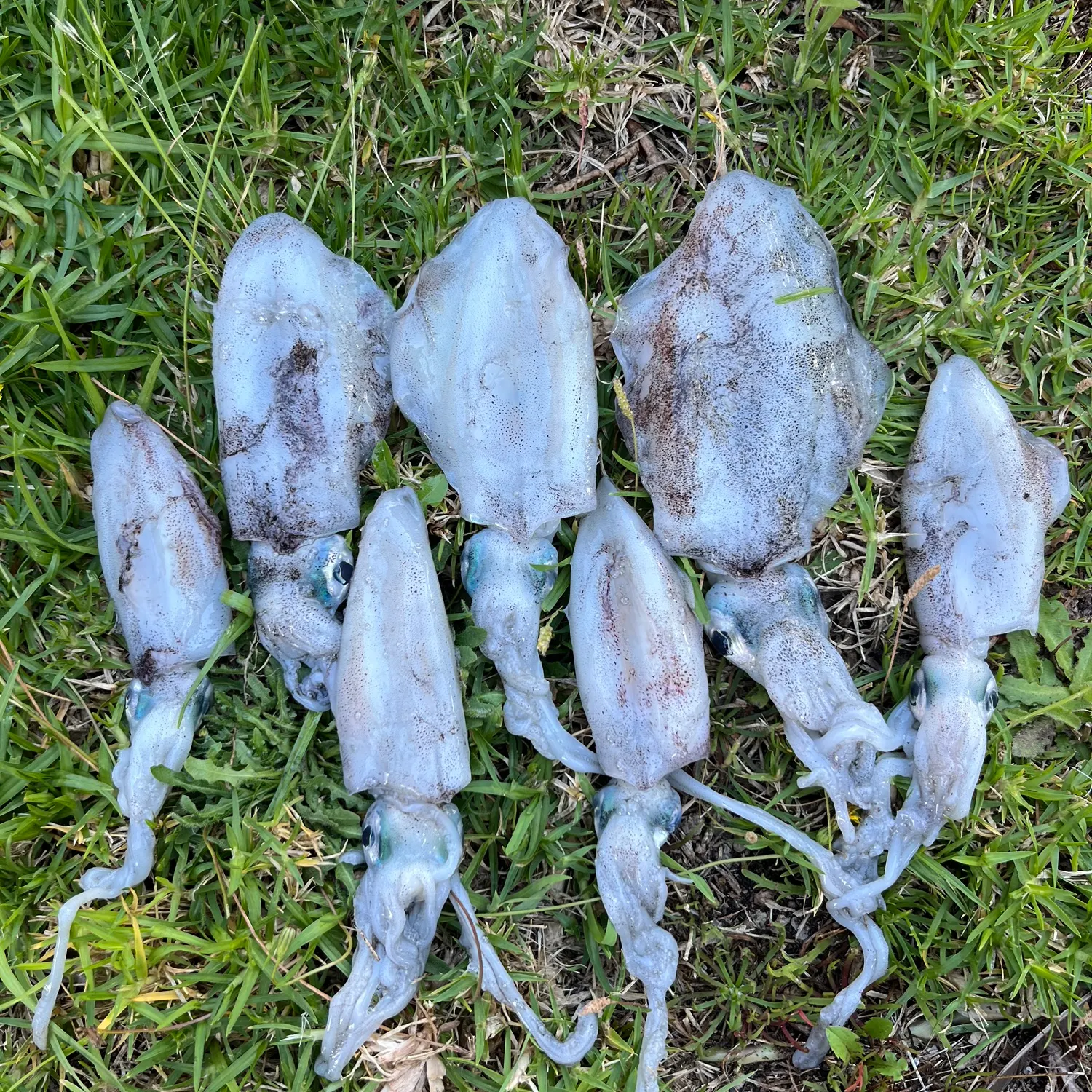 The most recent Southern calamari catches on Fishbrain