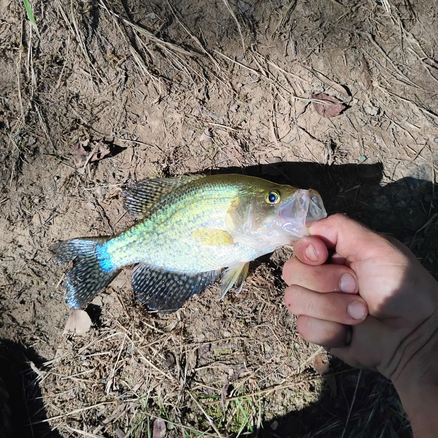 The most recent White crappie catches on Fishbrain