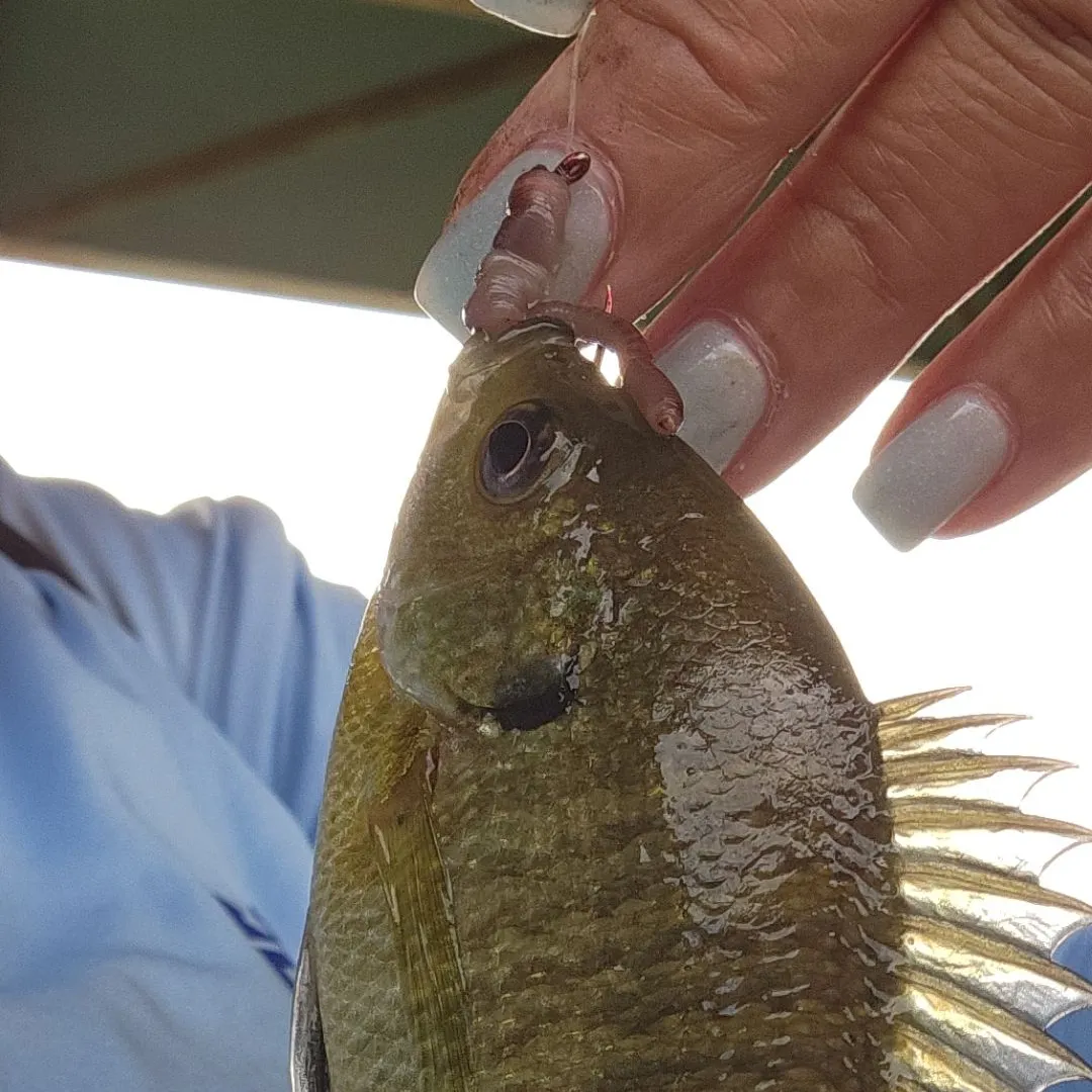 Bluegill caught on Fishbrain