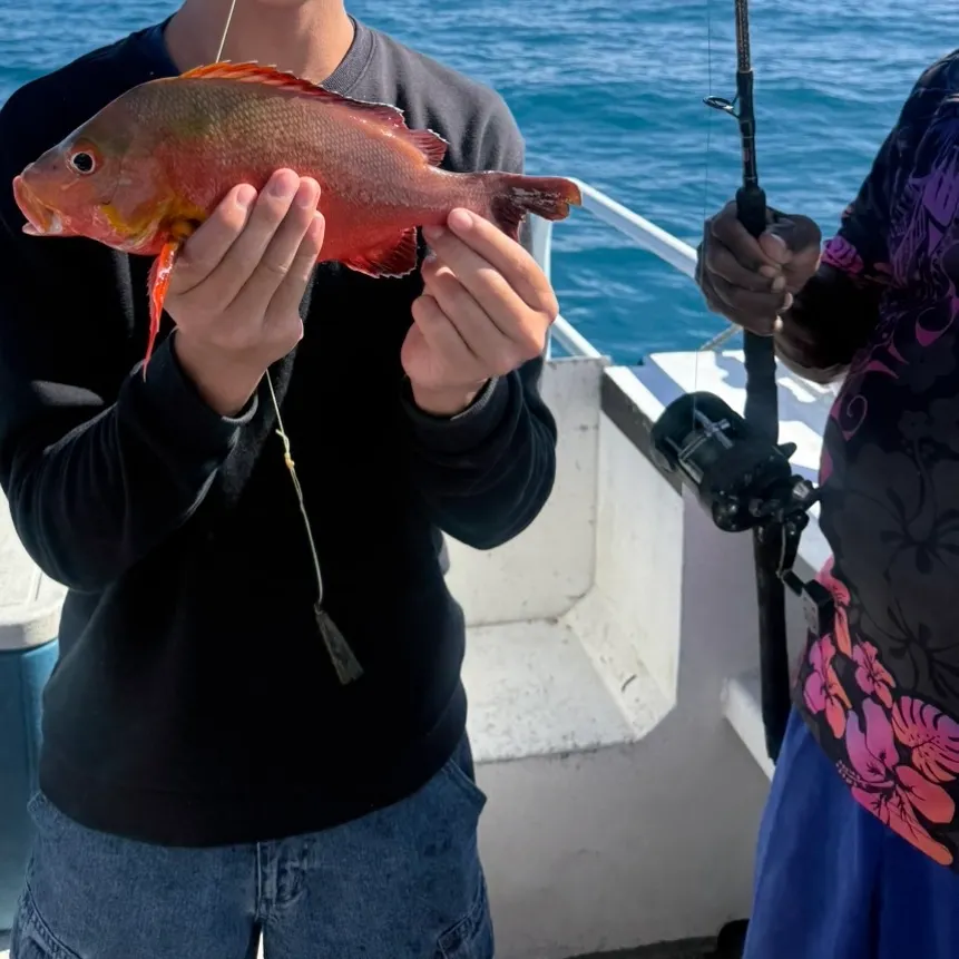 The most recent Humpback red snapper catches on Fishbrain
