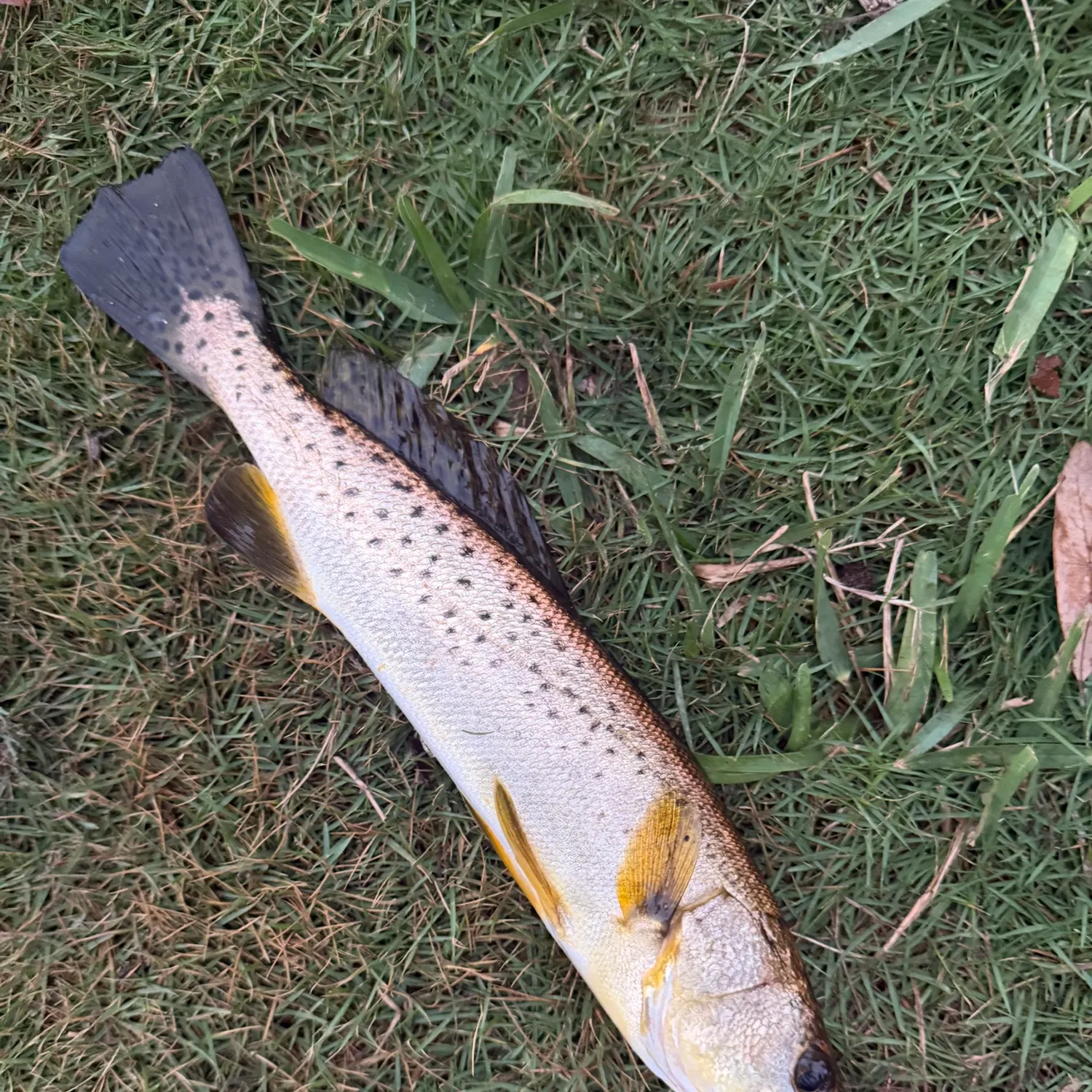 Spotted seatrout caught on Fishbrain