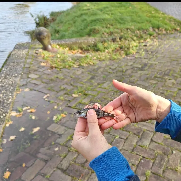 Fish caught on Fishbrain