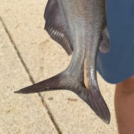 Channel catfish caught on Fishbrain