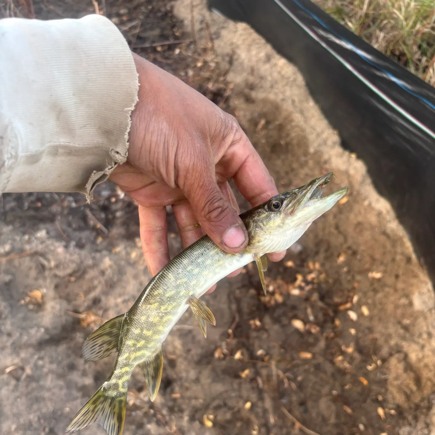 Northern pike caught on Fishbrain