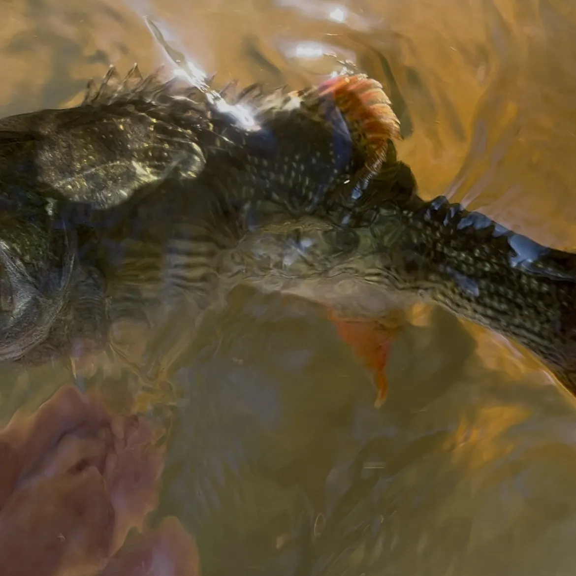 The most recent Chattahoochee bass catches on Fishbrain