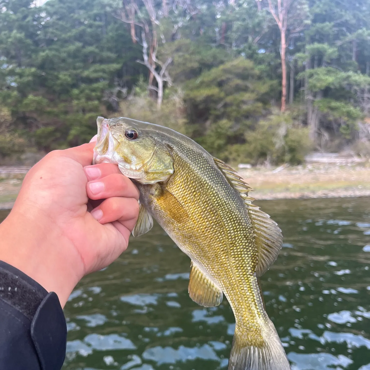 Smallmouth bass caught on Fishbrain