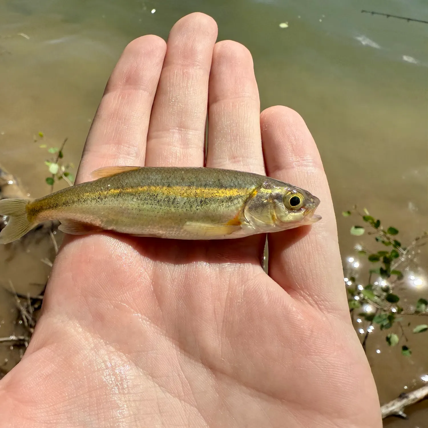 The most recent Redside shiner catches on Fishbrain