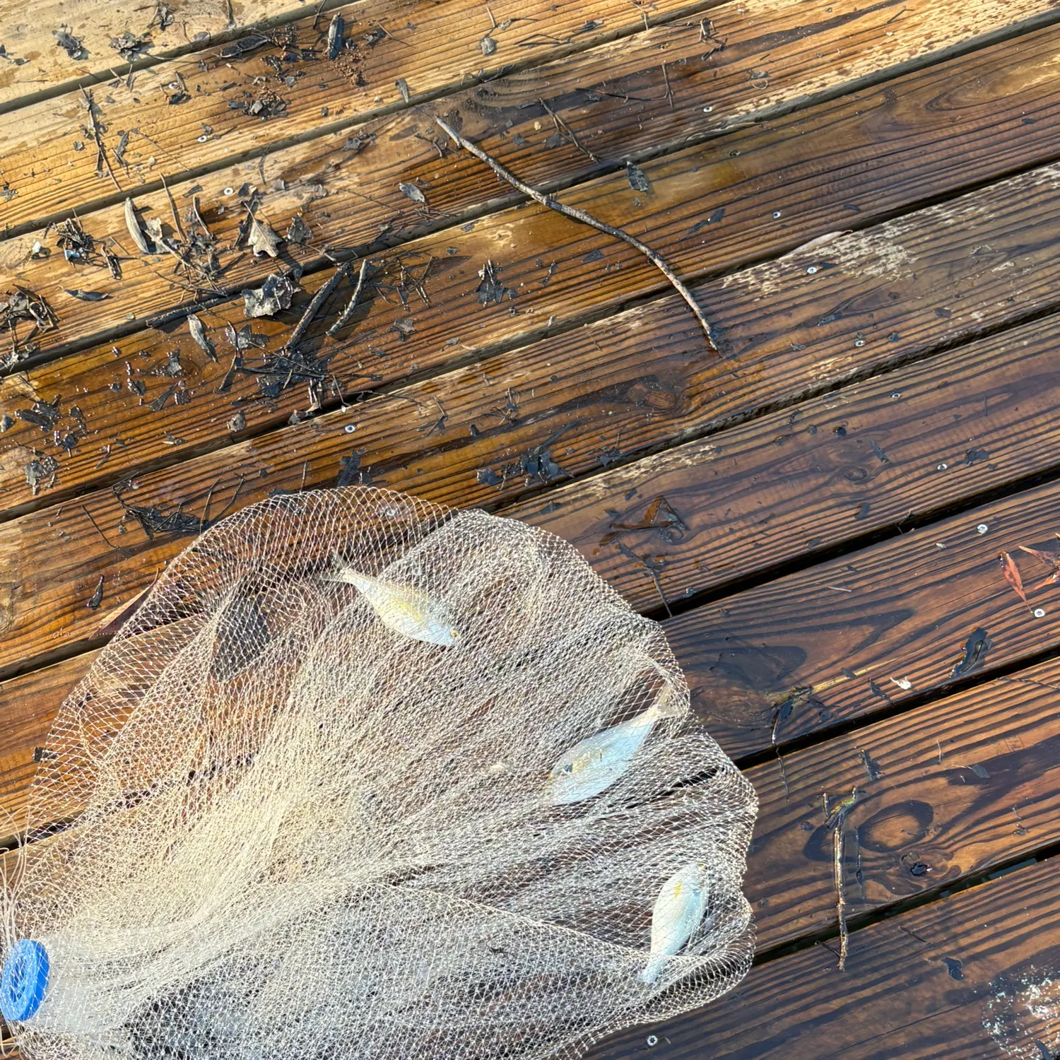 The most recent Emerald shiner catches on Fishbrain