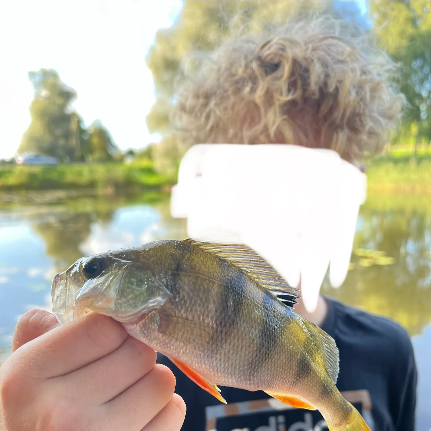 The most recent European perch catches on Fishbrain