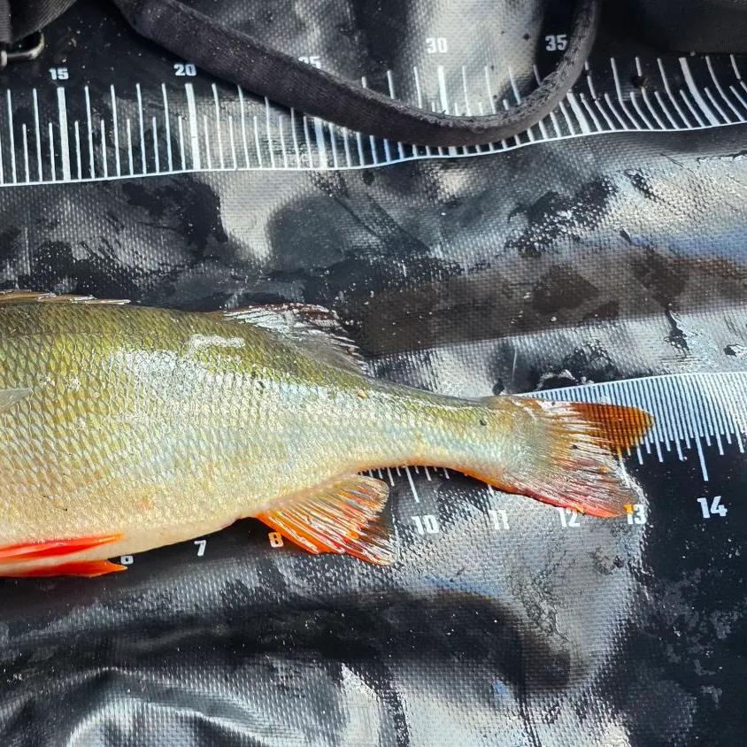 European perch caught on Fishbrain