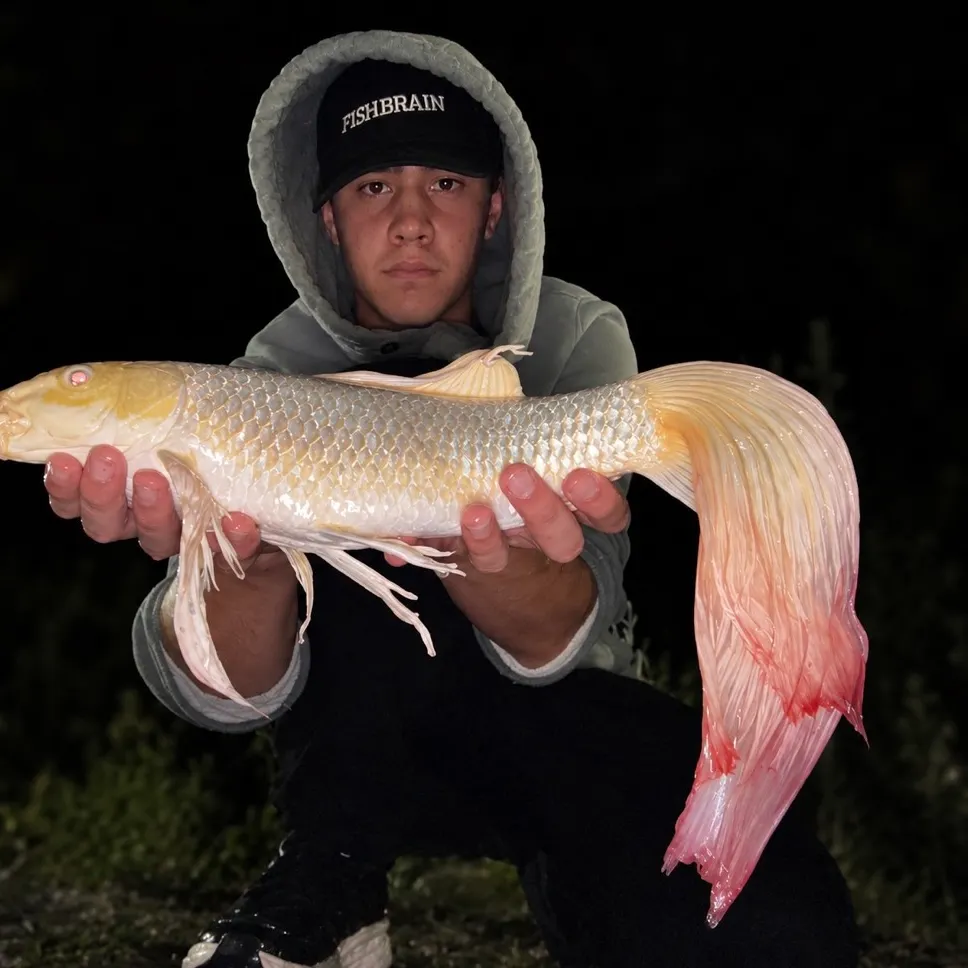 The most recent Koi carp catches on Fishbrain