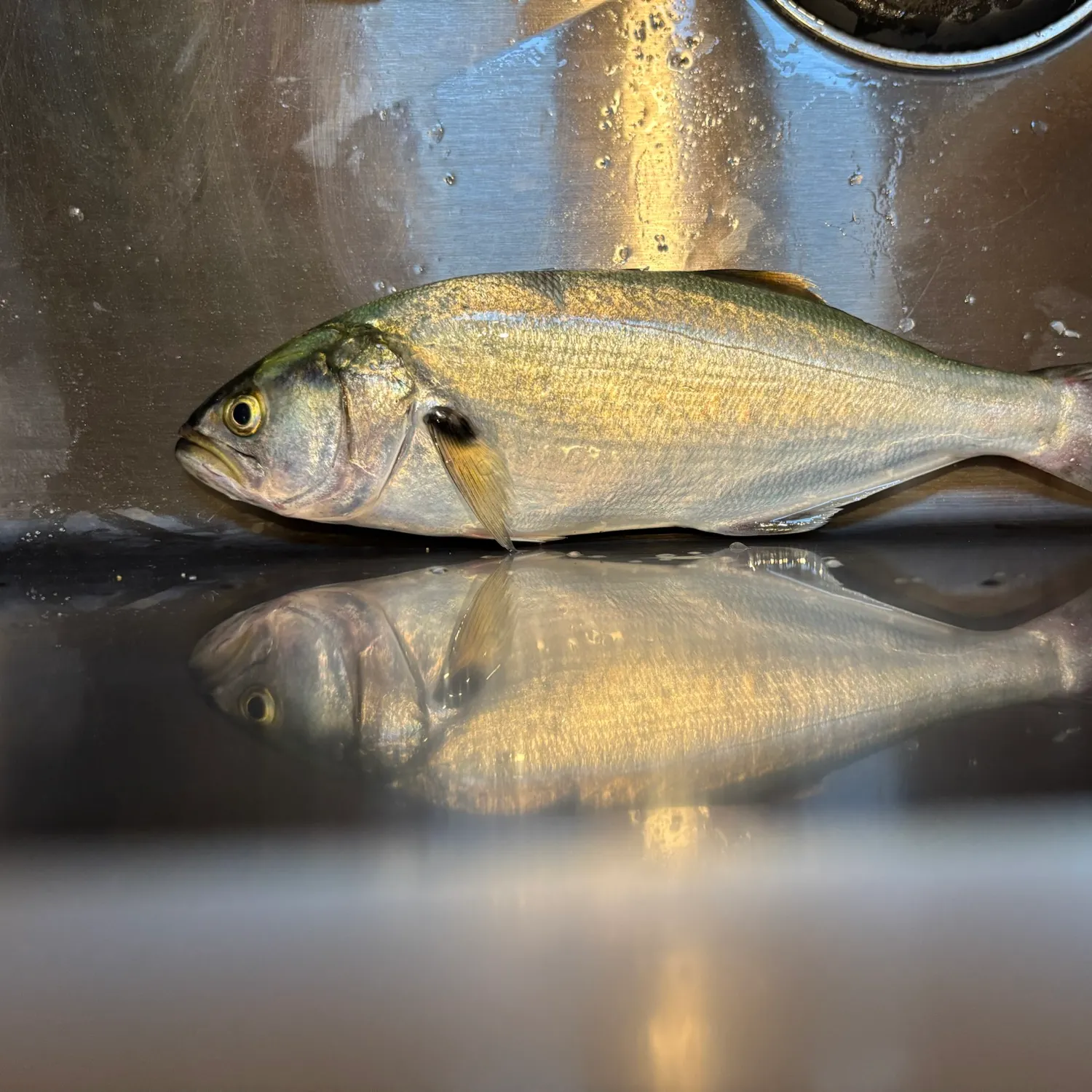 Bluefish caught on Fishbrain