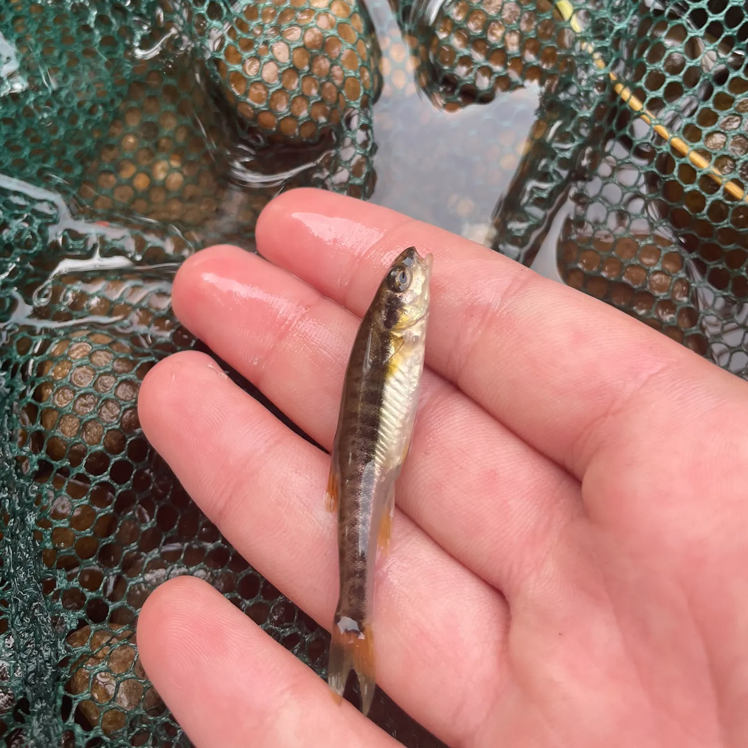 Eurasian minnow caught on Fishbrain