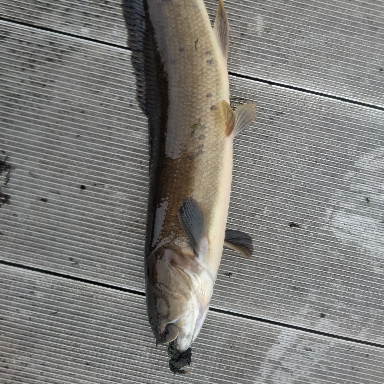 Ruddy bowfin caught on Fishbrain