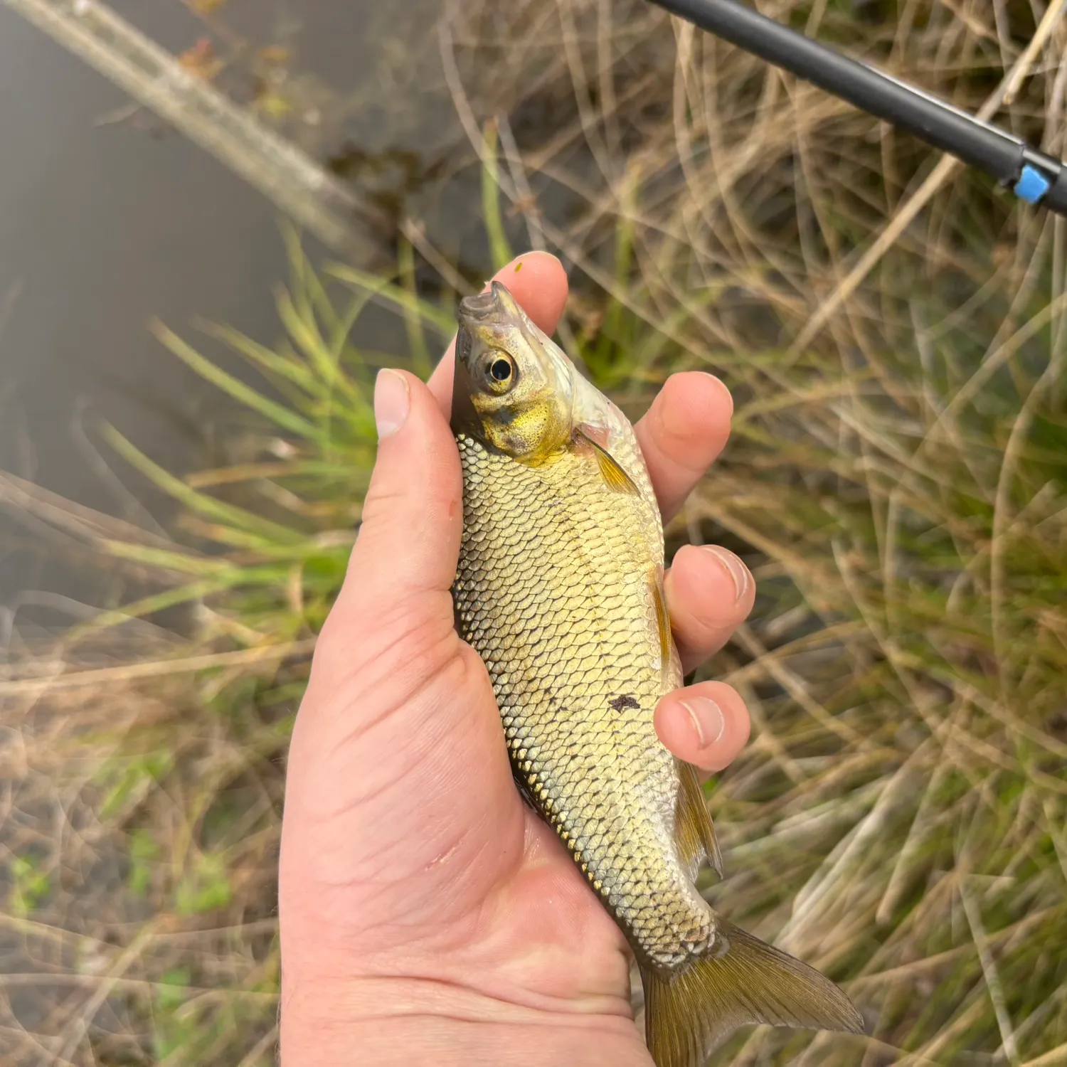 The most recent Golden shiner catches on Fishbrain