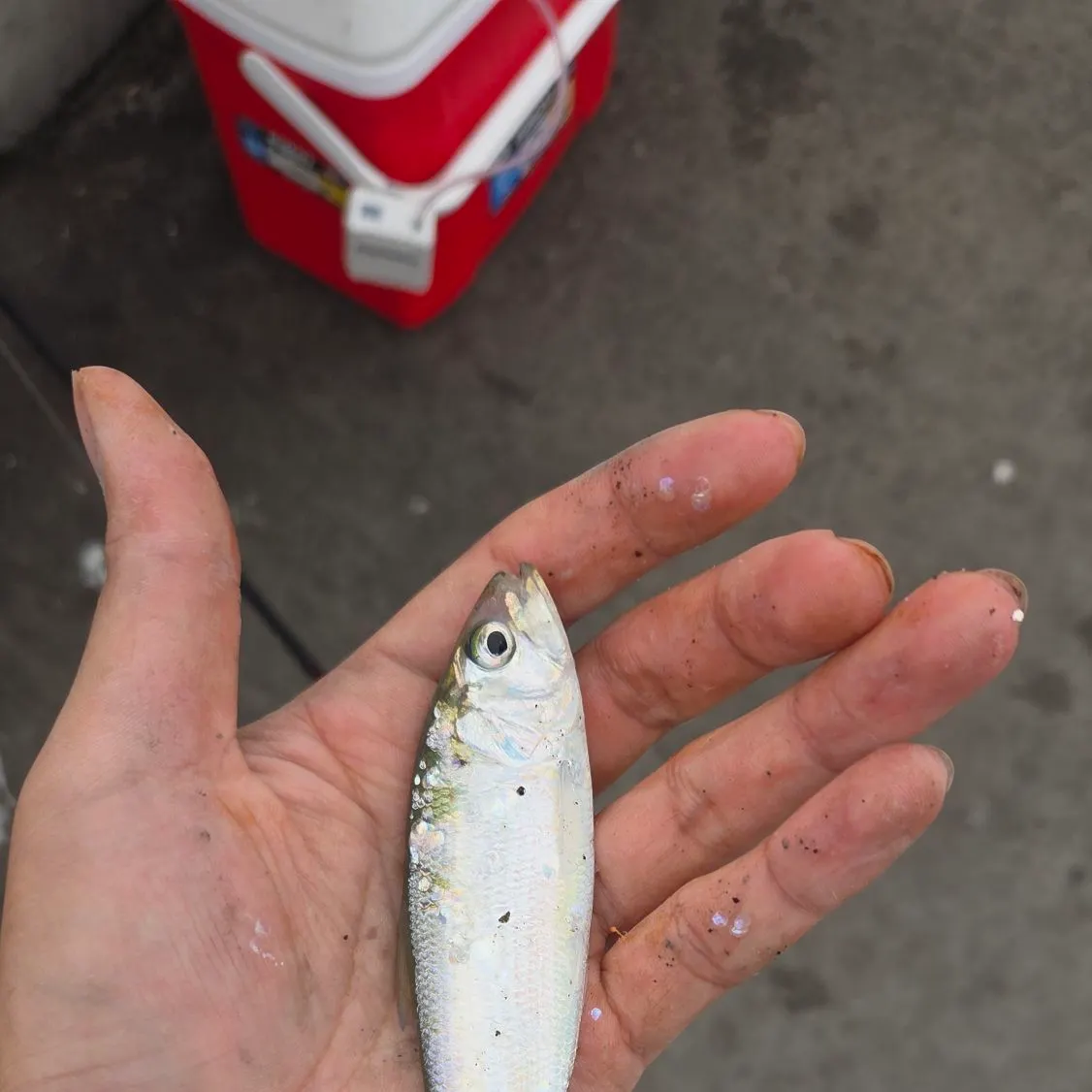 The most recent Pacific herring catches on Fishbrain