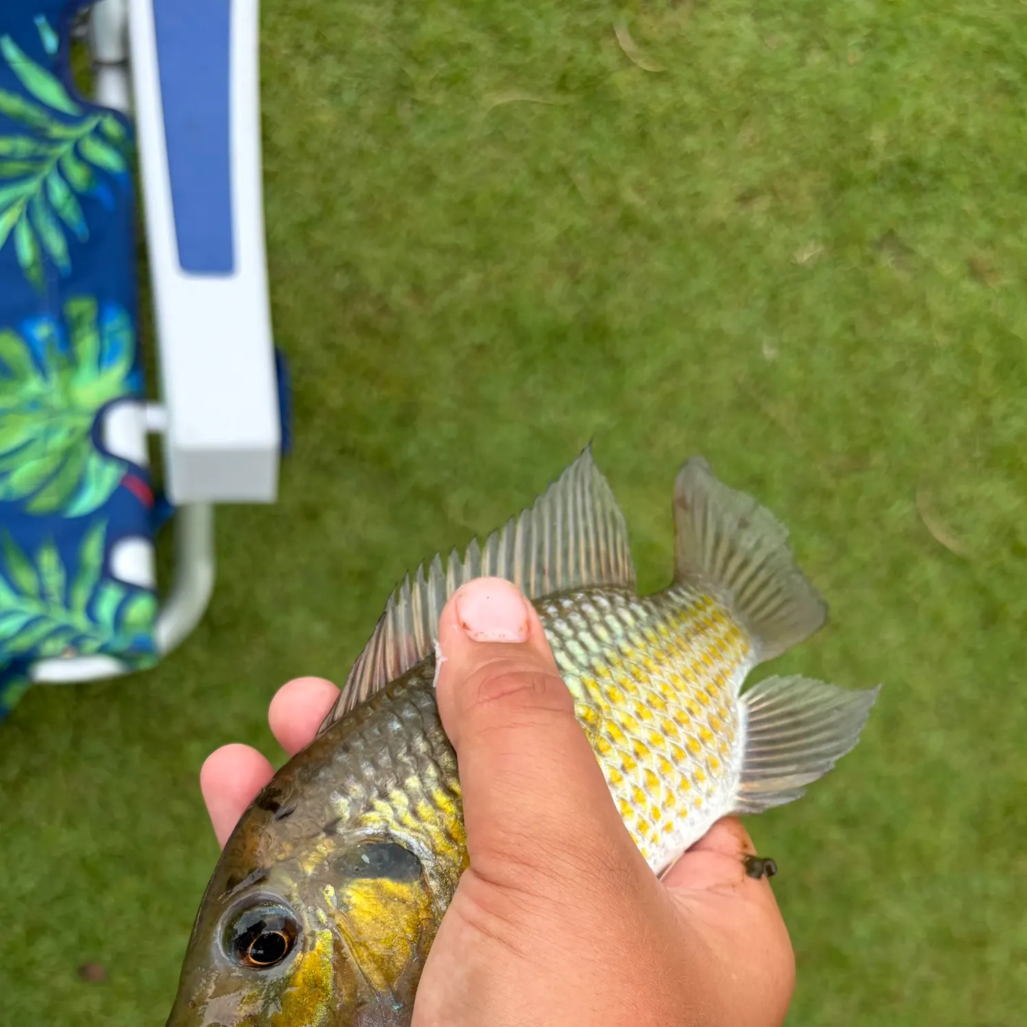 Nile tilapia caught on Fishbrain