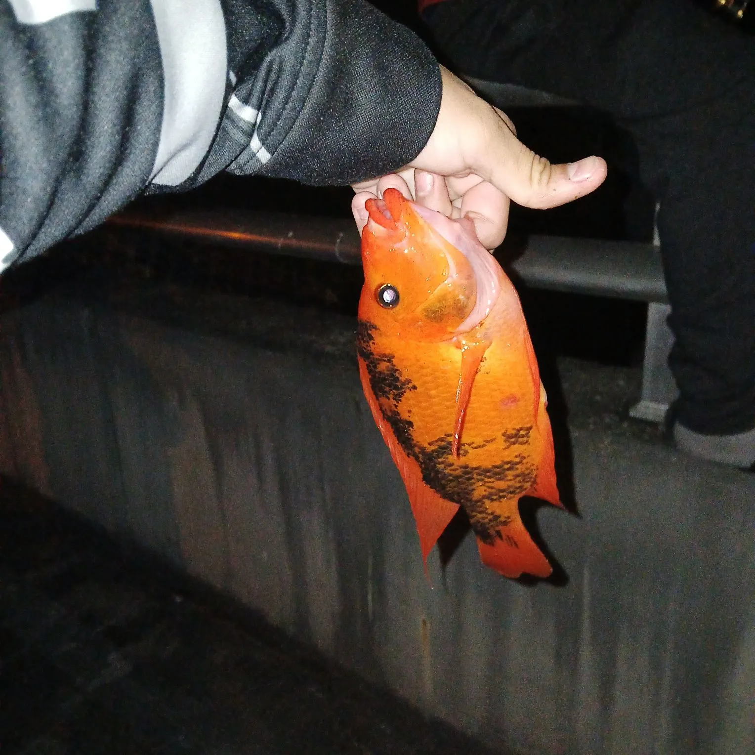 The most recent Midas cichlid catches on Fishbrain