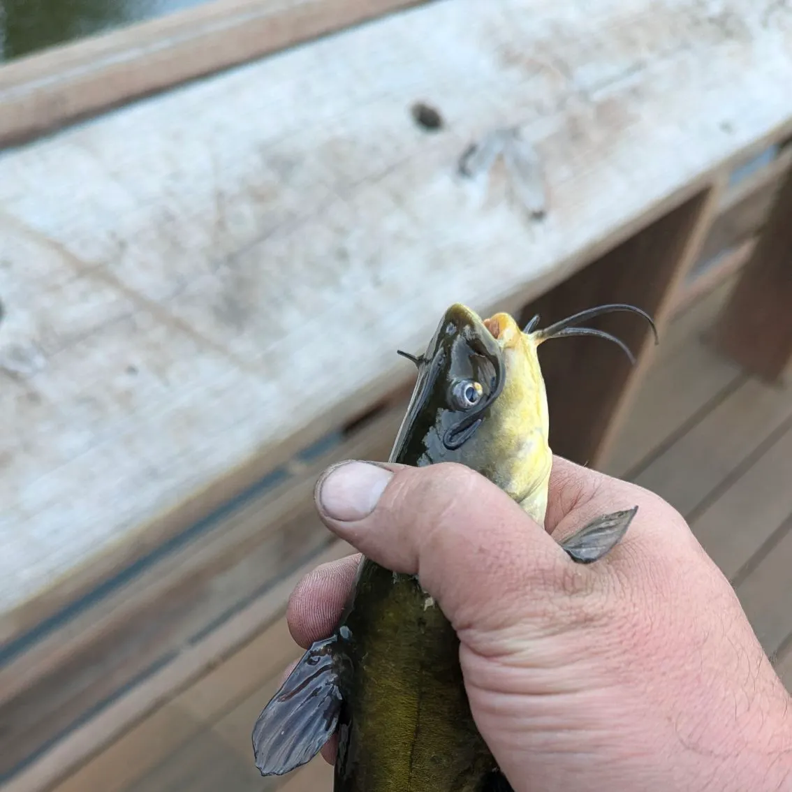 Black bullhead caught on Fishbrain