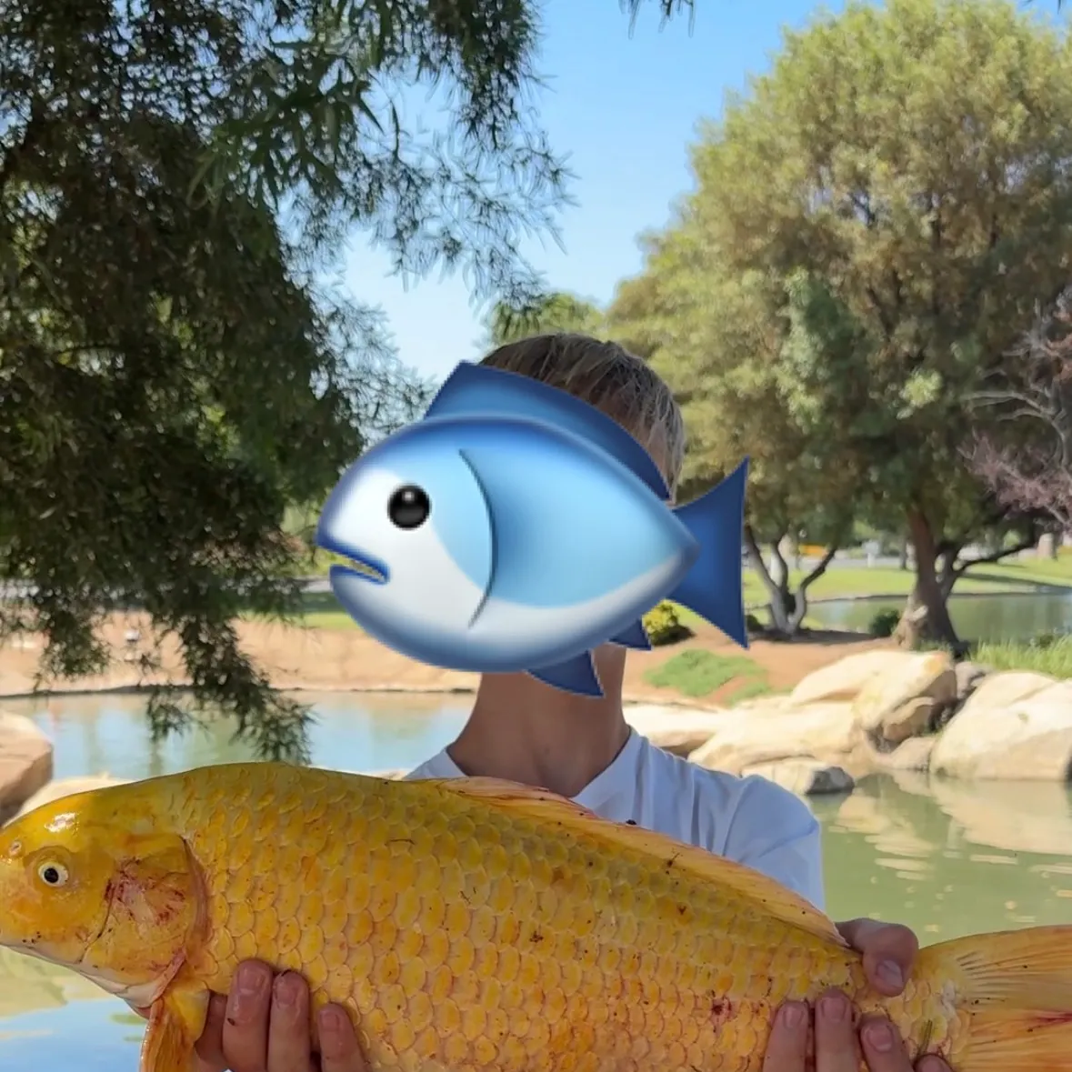 The most recent Koi carp catches on Fishbrain